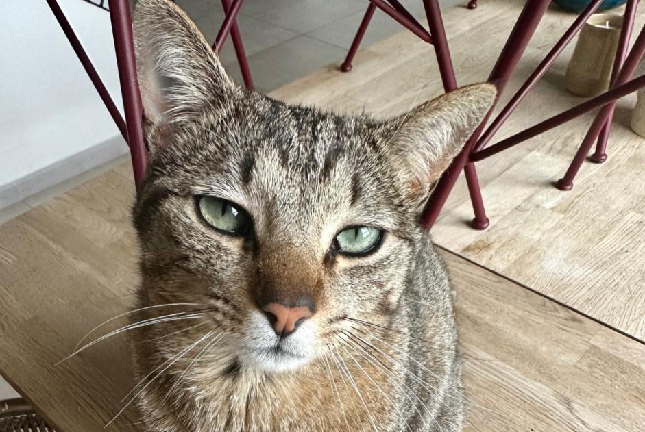 Alerta de Desaparición Gato  Macho , 2 años Cabriès Francia