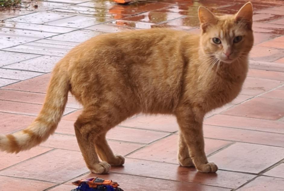 Fundmeldung Katze Männliche Baliros Frankreich