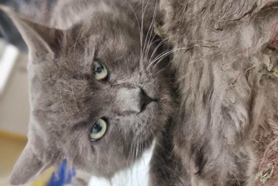 Fundmeldung Katze rassenmischung Männliche Orly Frankreich