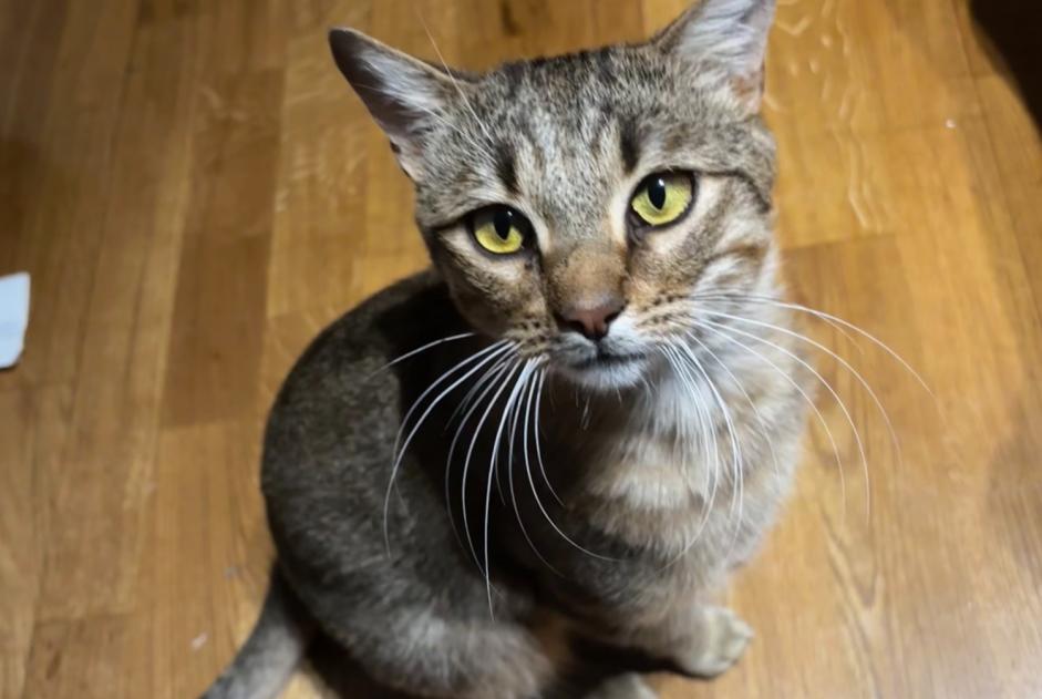 Vermisstmeldung Katze  Männliche , 1 jahre Villiers-sur-Marne Frankreich