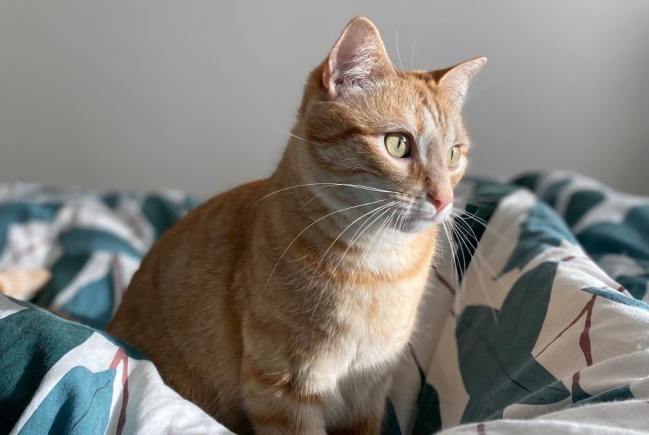 Vermisstmeldung Katze Weiblich , 6 jahre Saint-Maur-des-Fossés Frankreich
