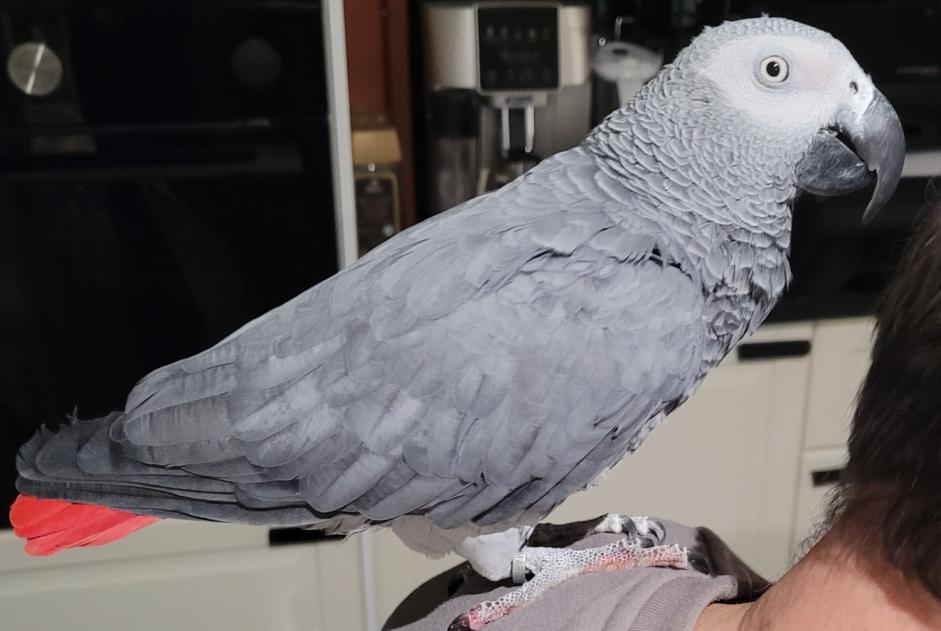 Fundmeldung Vogel Unbekannt Alfortville Frankreich