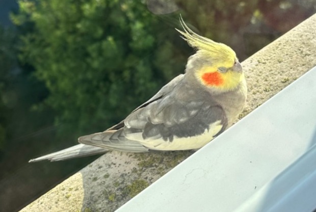 Fundmeldung Vogel Unbekannt Villejuif Frankreich Fundmeldung Vogel Unbekannt Villejuif Frankreich