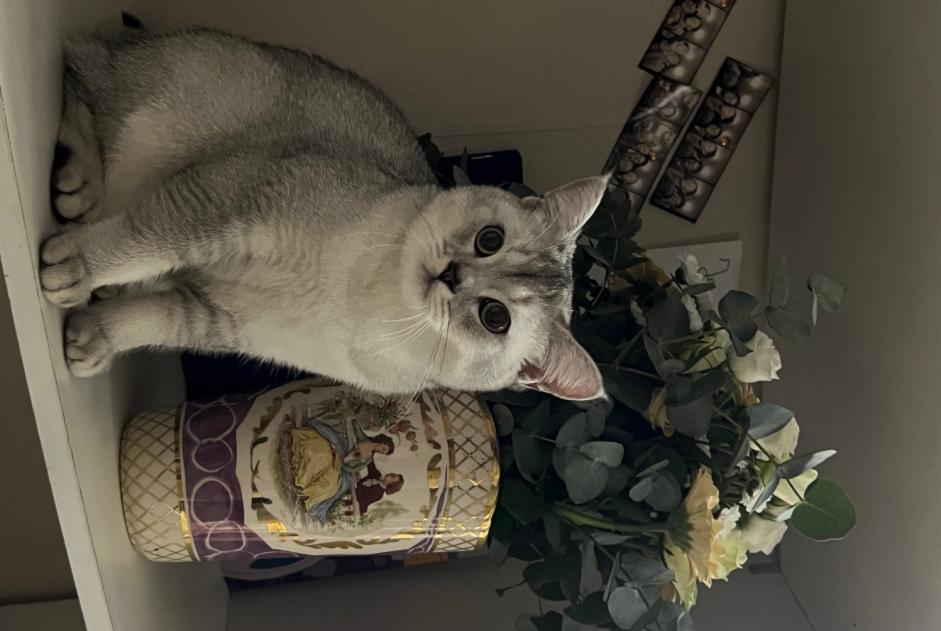 Discovery alert Cat Male Sucy-en-Brie France