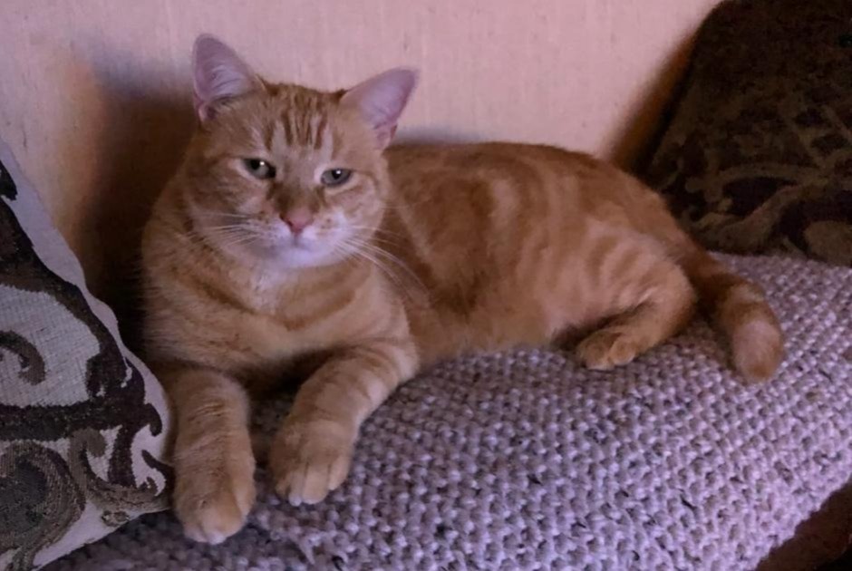 Disappearance alert Cat Female , 4 years Vitry-sur-Seine France