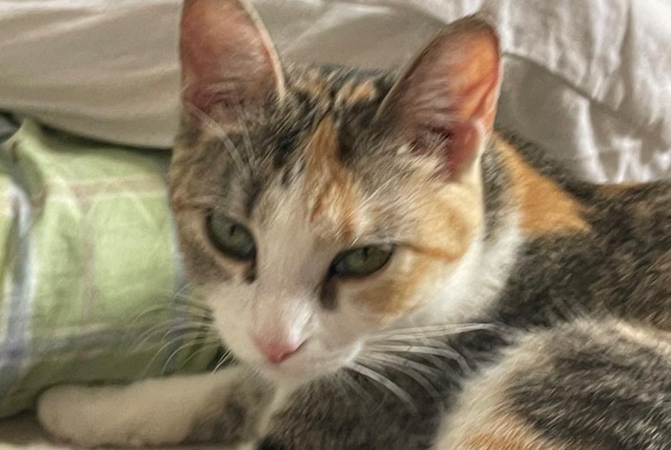 Disappearance alert Cat Female , 2 years Alfortville France