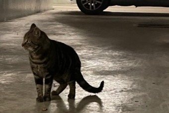 Alerta de Hallazgo Gato Desconocido Limeil-Brévannes Francia