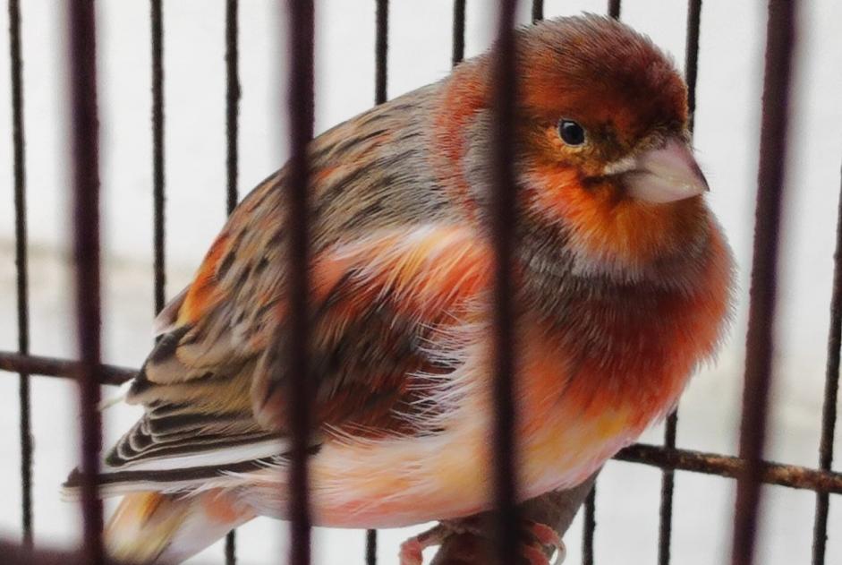 Alerta de Hallazgo Pájaro Desconocido Vitry-sur-Seine Francia