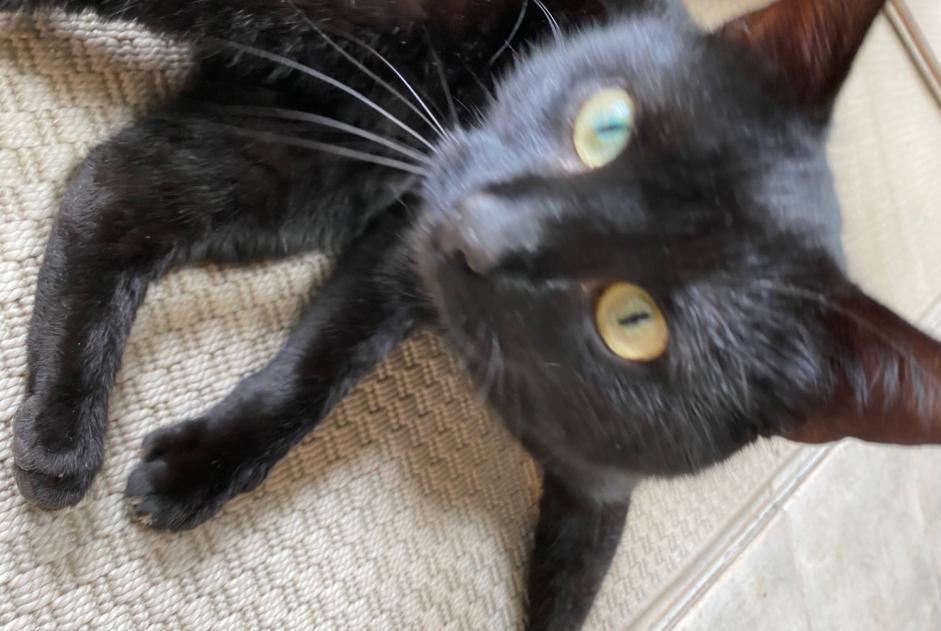 Alerte Découverte Chat Mâle Cachan France