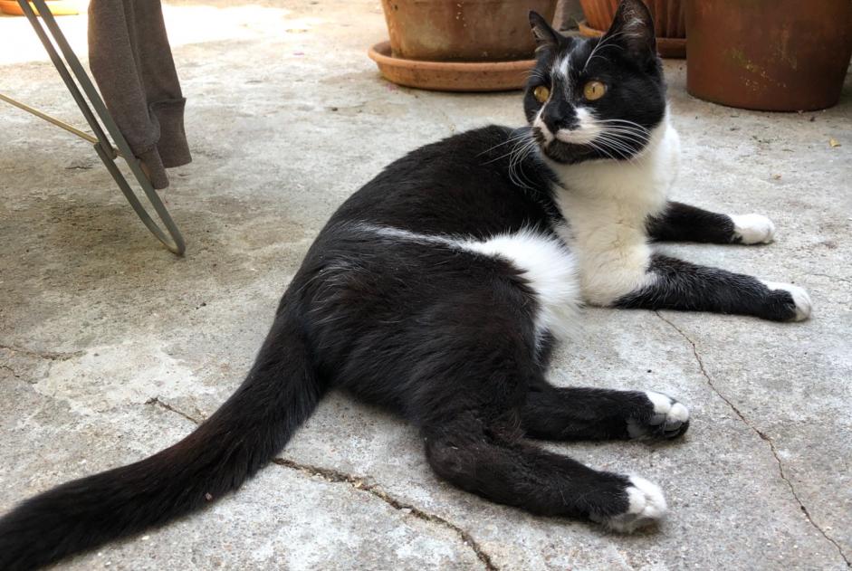 Alerte Découverte Chat croisement Femelle Alfortville France