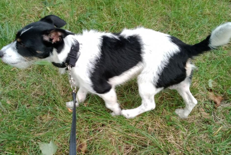 Alerte Disparition Chien croisement Mâle , 1 ans Fontenay-sous-Bois France Alerte Disparition Chien croisement Mâle , 1 ans Fontenay-sous-Bois France