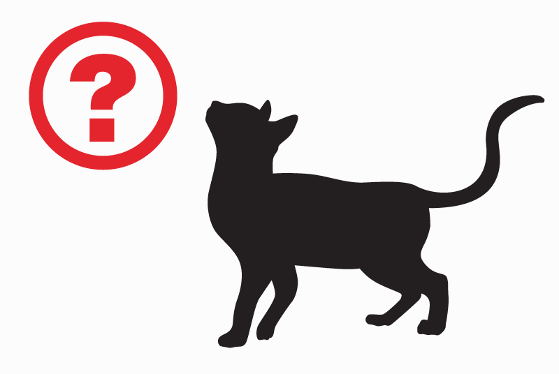 Alerte Disparition Chat  Mâle , 2 ans Nogent-sur-Marne France
