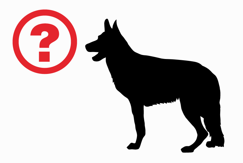 Alerta desaparecimento Cão  Macho , 3 anos Créteil France