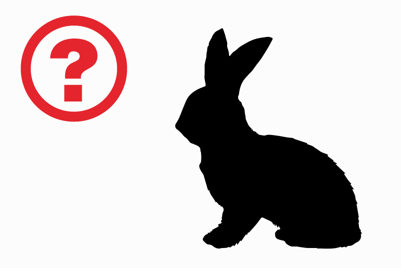 Alerte Découverte Lapin Inconnu La Queue-en-Brie France Alerte Découverte Lapin Inconnu La Queue-en-Brie France