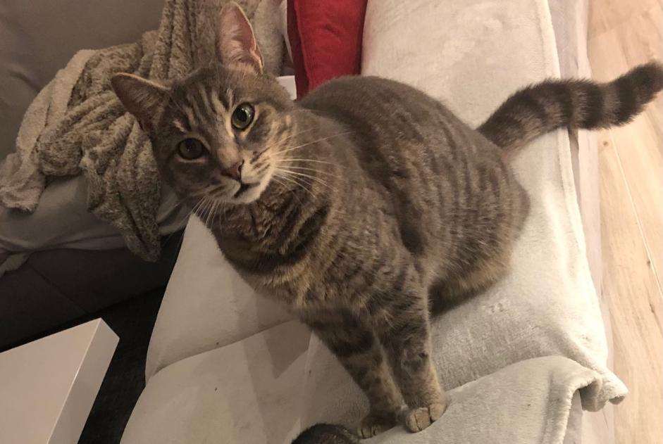 Avviso scomparsa Gatto Maschio , 3 anni Santeny Francia