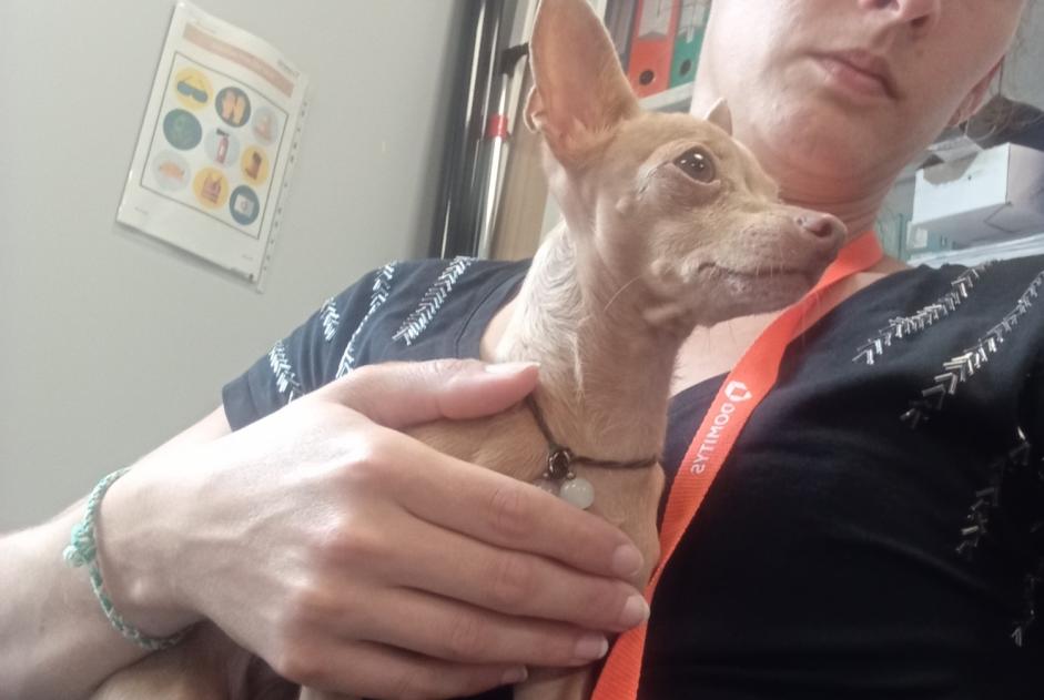 Ontdekkingsalarm Hond  Vrouwtje Villiers-sur-Marne Frankrijk