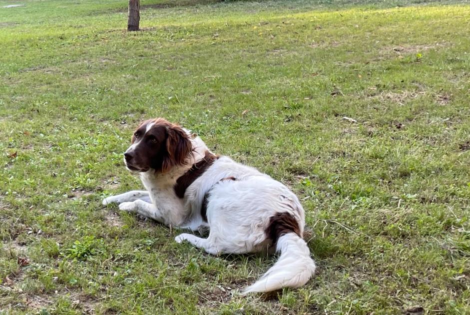 Verdwijningsalarm Hond  Mannetje , 8 jaar Avilly-Saint-Léonard Frankrijk