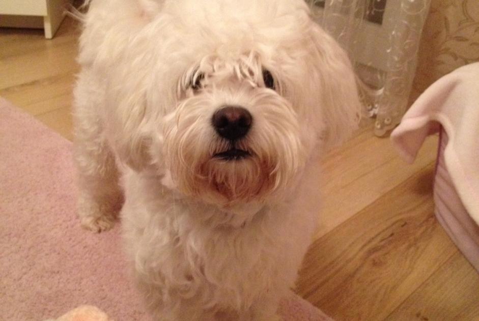 Verdwijningsalarm Hond  Mannetje , 7 jaar Champigny-sur-Marne Frankrijk