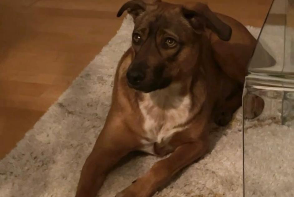 Verdwijningsalarm Hond Vrouwtje , 2 jaar Créteil Frankrijk