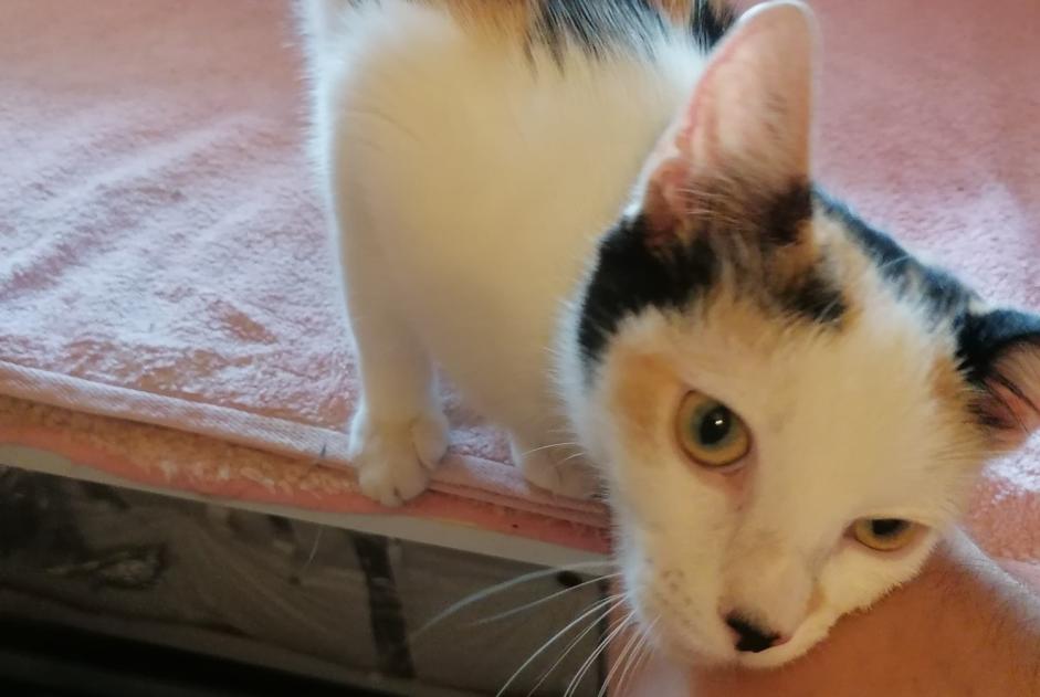 Ontdekkingsalarm Kat Vrouwtje Vitry-sur-Seine Frankrijk