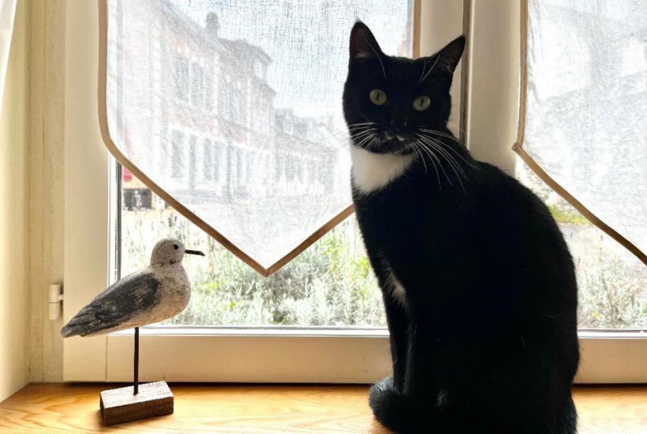 Alerta desaparecimento Gato Macho , 2 anos Le Perreux-sur-Marne France